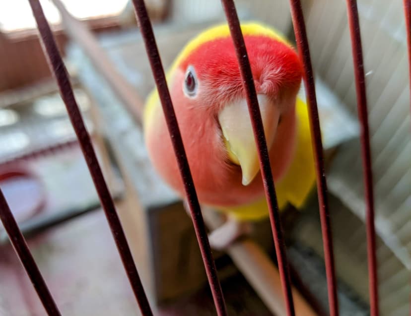 Thumbnail image of course: Pet Care